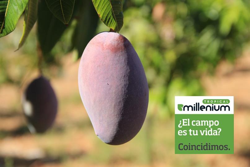 Cultivo del mango español